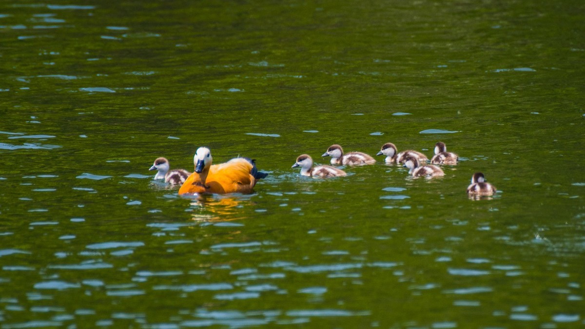 赤麻鸭一家和 小 pi ti