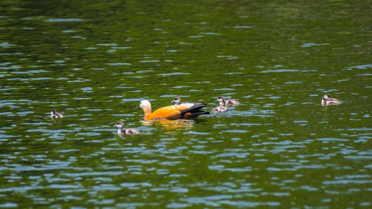 赤麻鸭一家和 小 pi ti