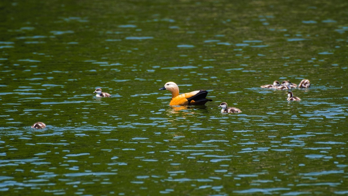 赤麻鸭一家和 小 pi ti