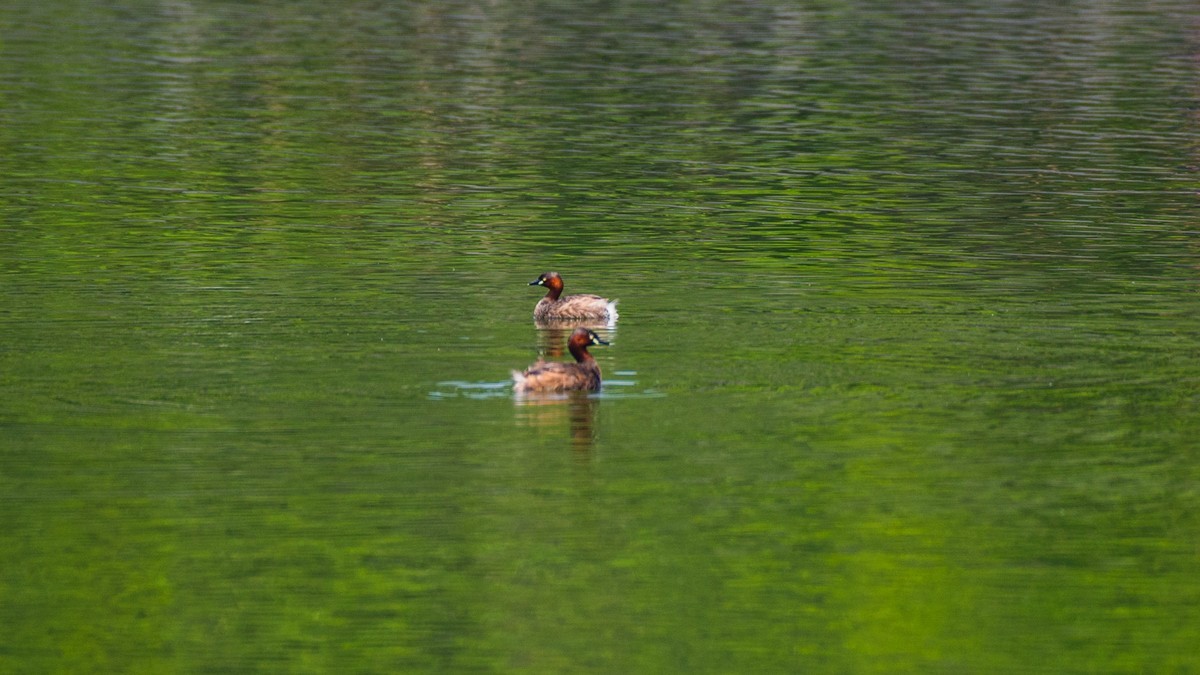 赤麻鸭一家和 小 pi ti