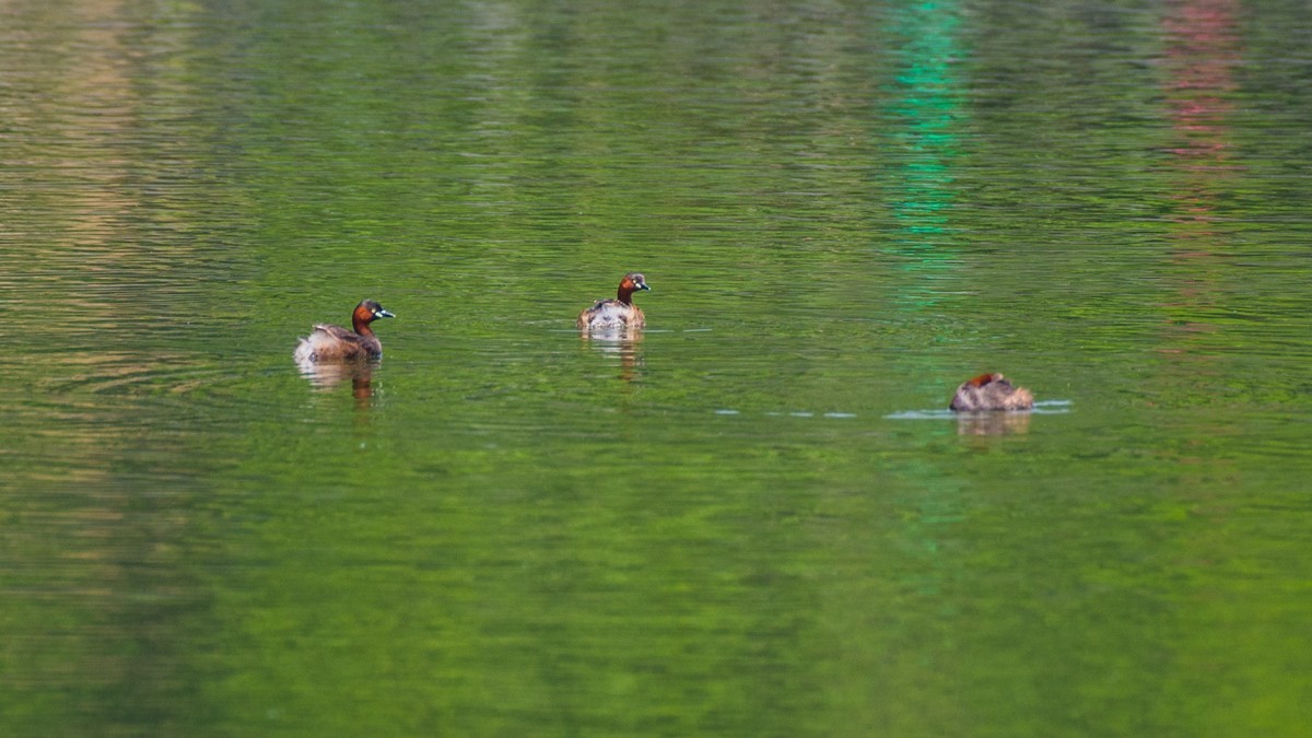 赤麻鸭一家和 小 pi ti