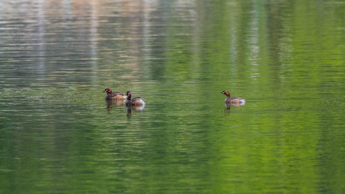 赤麻鸭一家和 小 pi ti