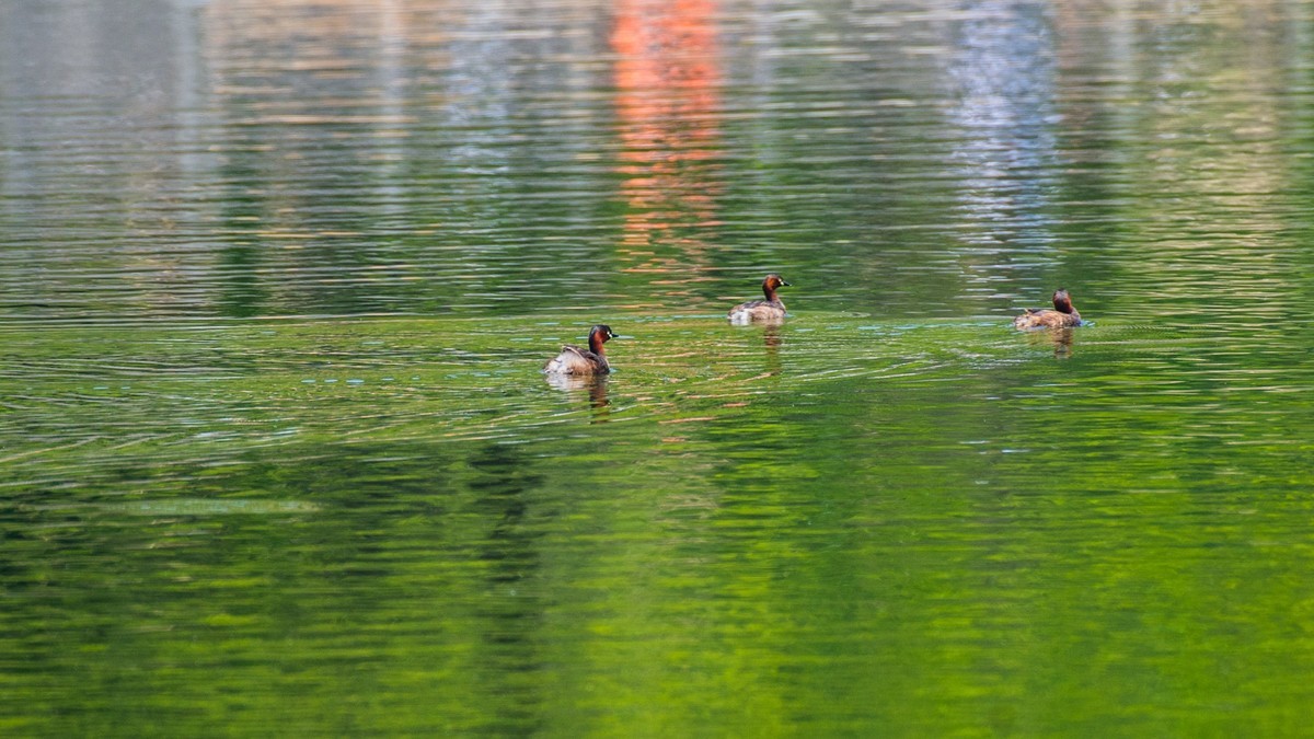 赤麻鸭一家和 小 pi ti