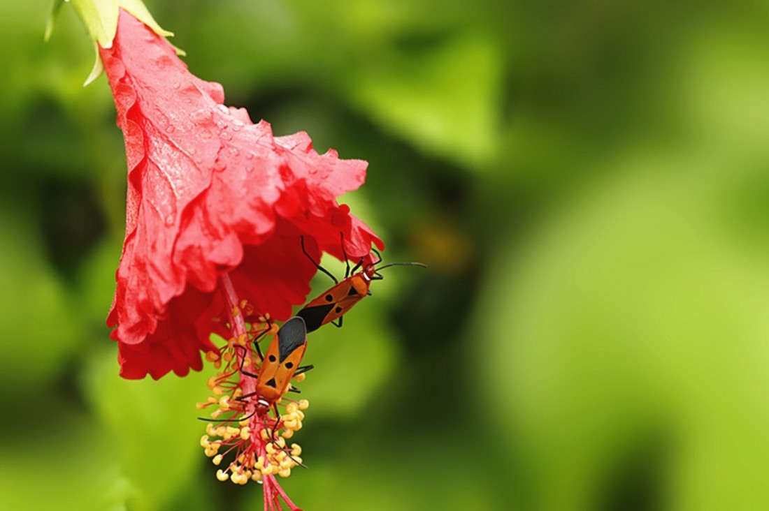 虫趣:行走朱槿绿叶的棉红蝽.
