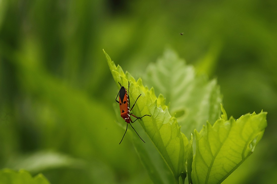 虫趣:行走朱槿绿叶的棉红蝽.