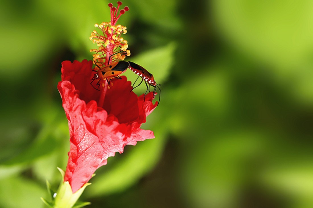 虫趣:行走朱槿绿叶的棉红蝽.