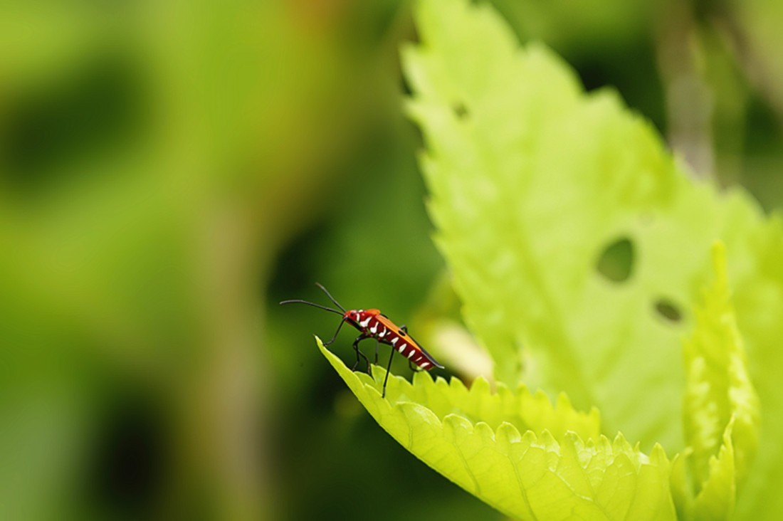 虫趣:行走朱槿绿叶的棉红蝽.