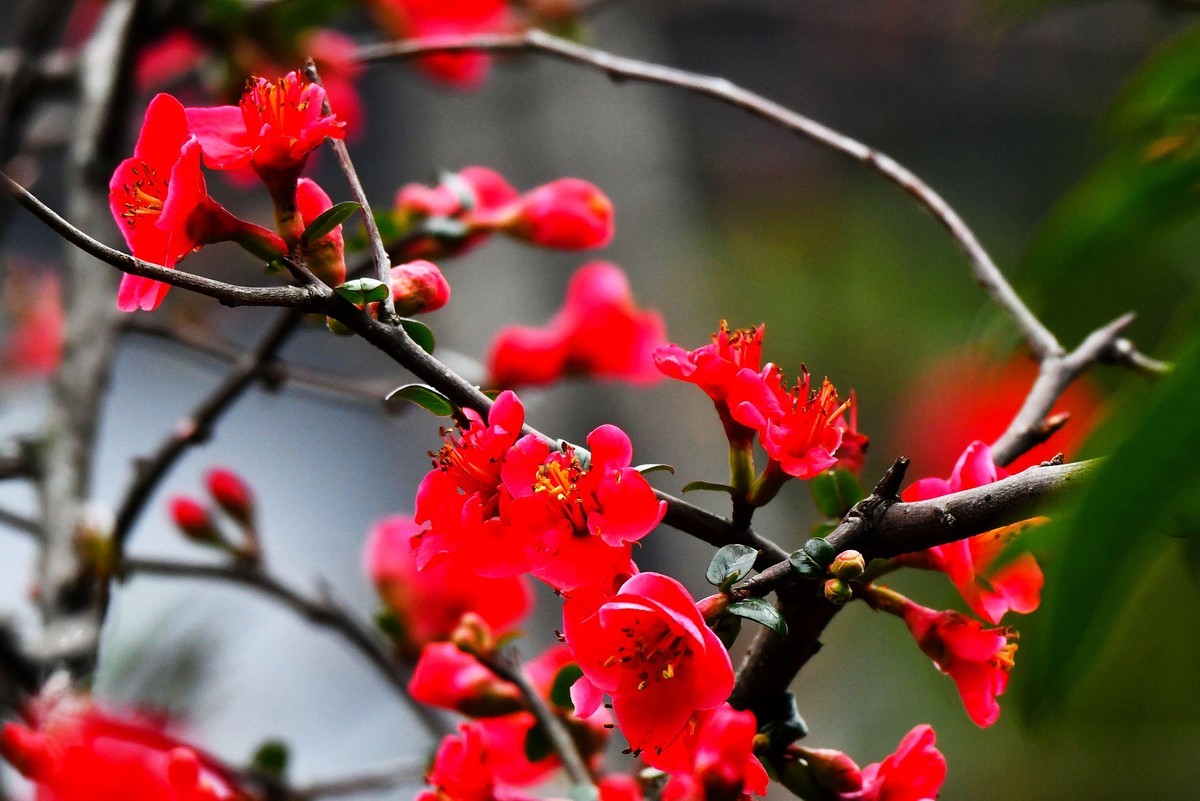 【今日立春】海棠花开迎春来