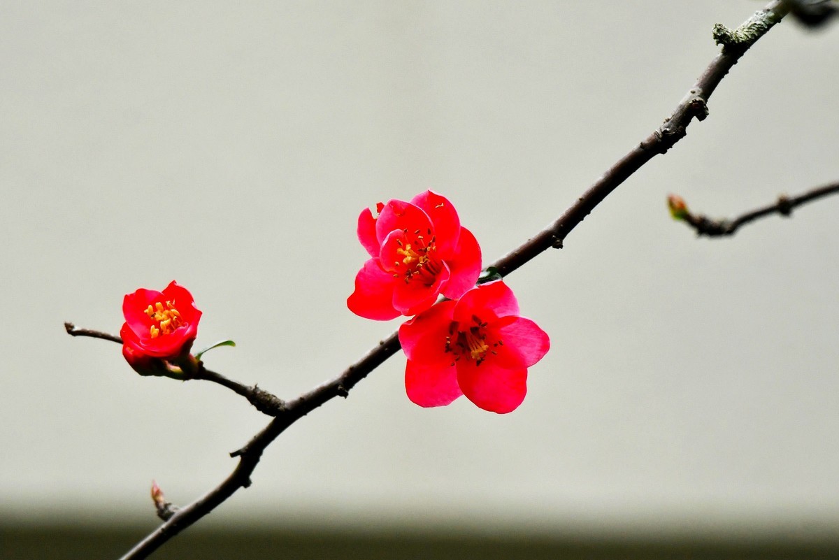 【今日立春】海棠花开迎春来