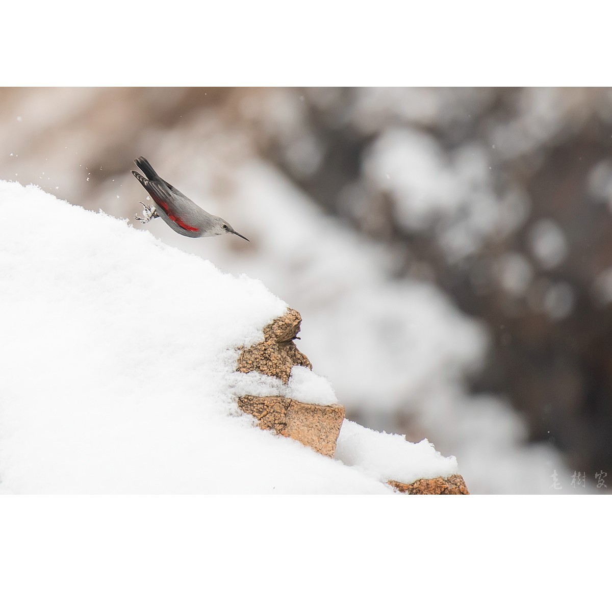 雪地 红翅旋壁雀 中关村在线摄影论坛 