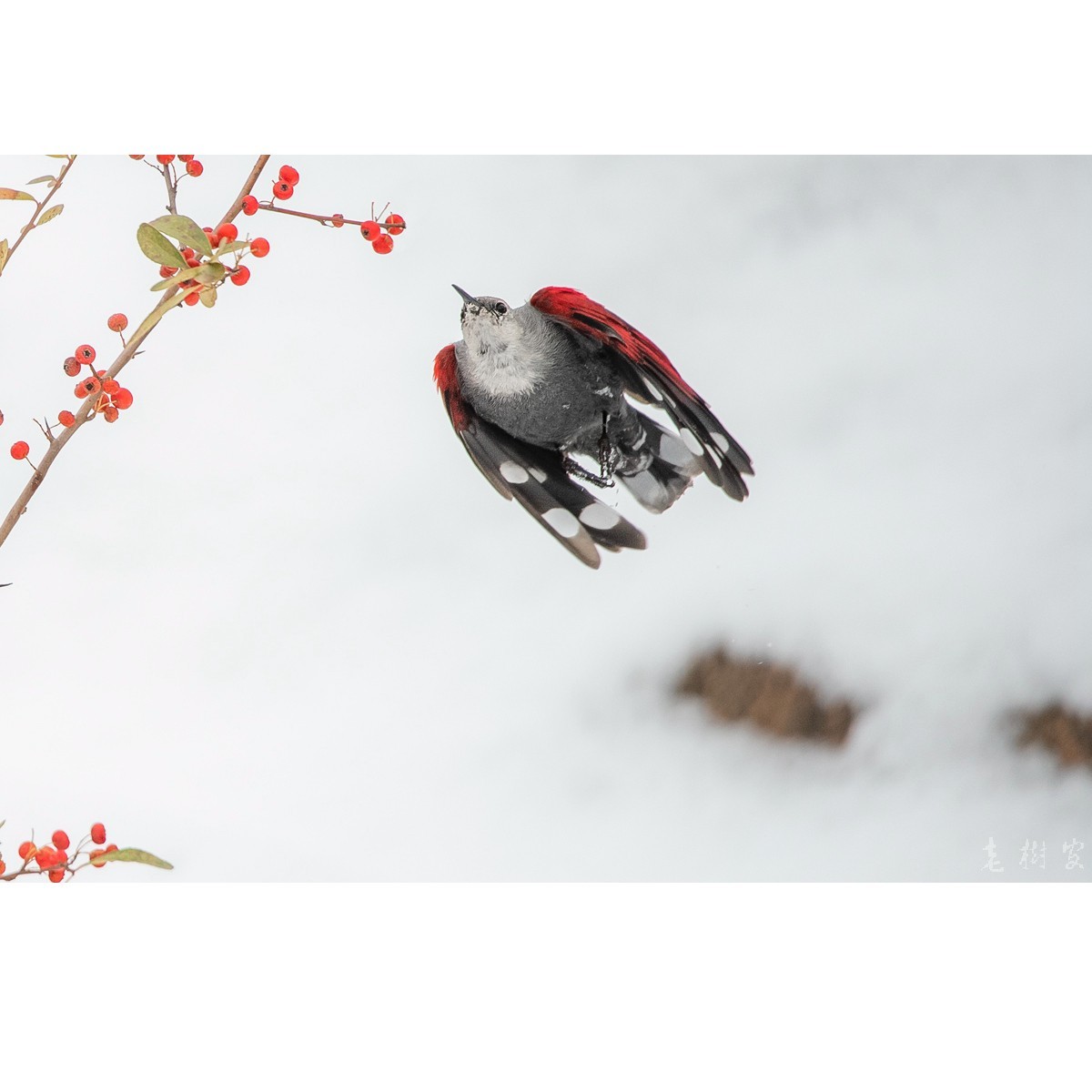 雪地 红翅旋壁雀 中关村在线摄影论坛 