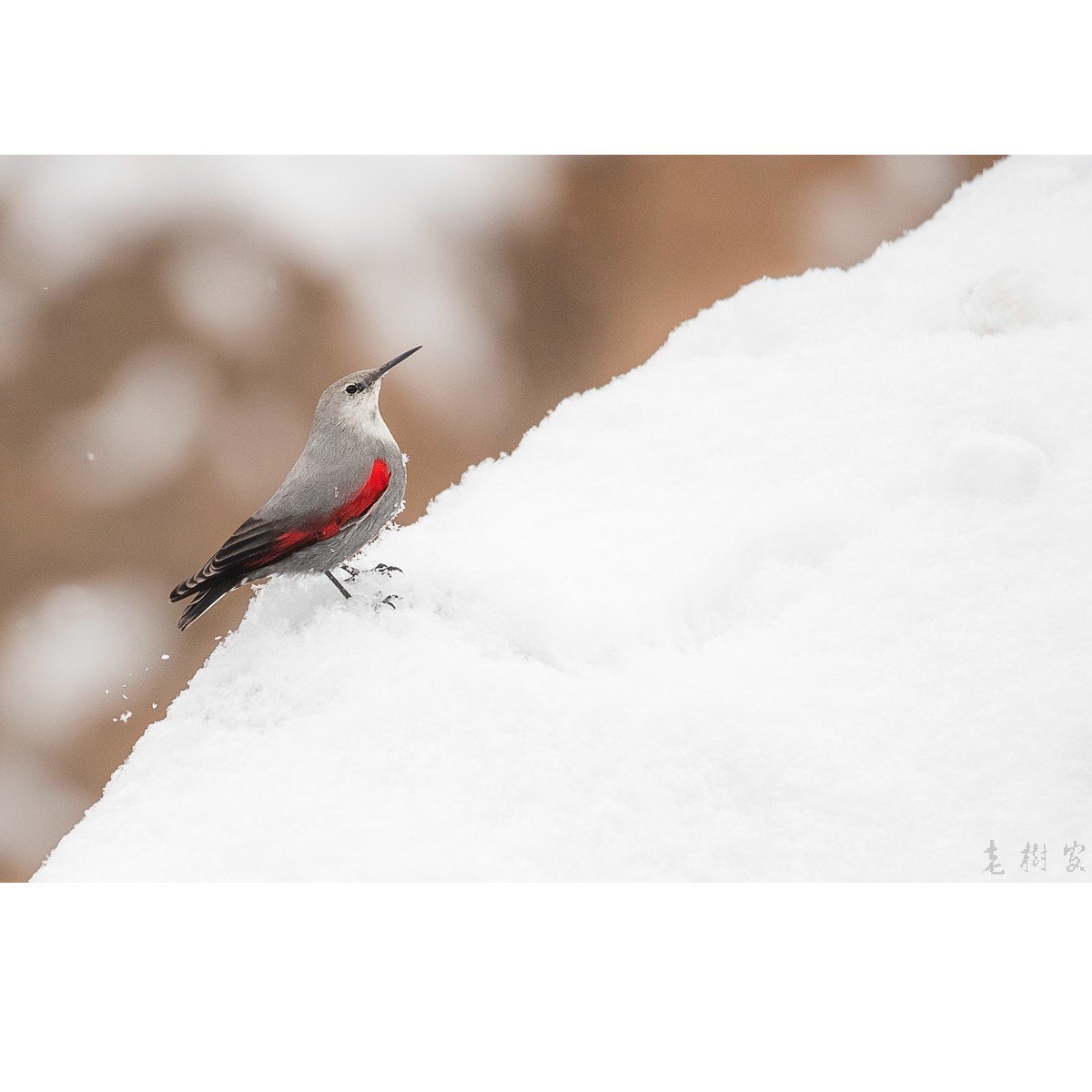 雪地 红翅旋壁雀 中关村在线摄影论坛 