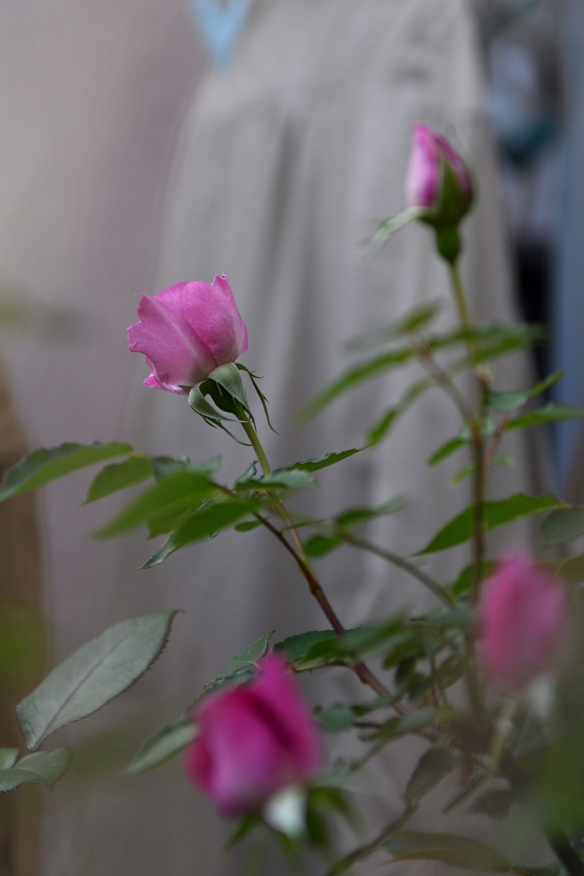 残幅头 17-55mm f/2.8G，试拍花草。