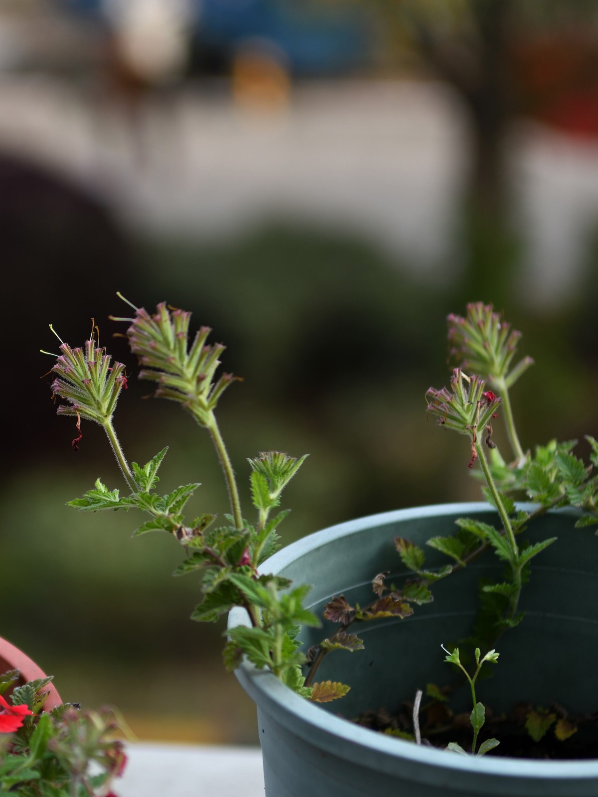 残幅头 17-55mm f/2.8G，试拍花草。