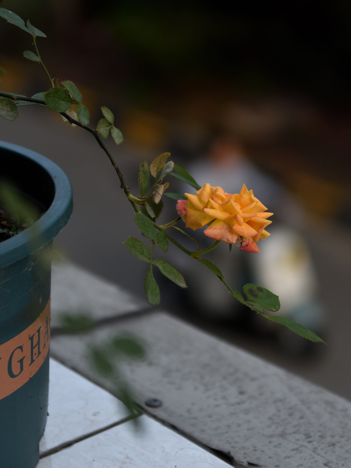 残幅头 17-55mm f/2.8G，试拍花草。