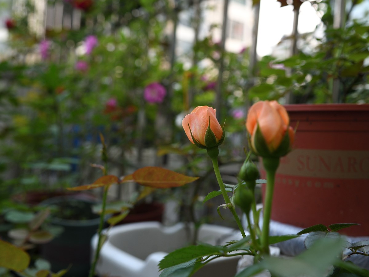 残幅头 17-55mm f/2.8G，试拍花草。