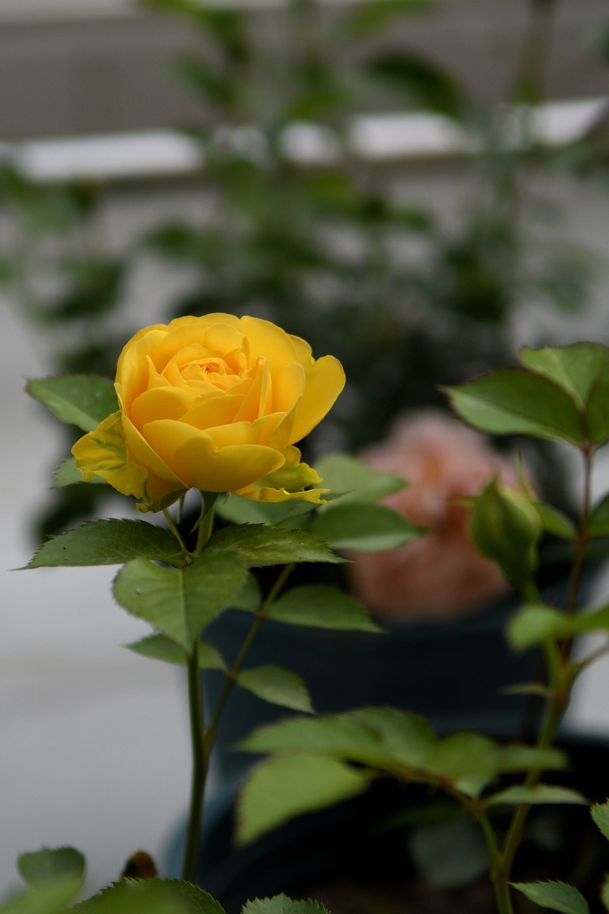 残幅头 17-55mm f/2.8G，试拍花草。