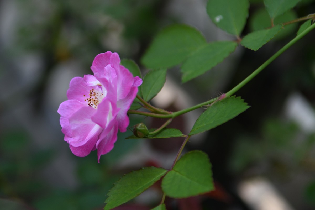 残幅头 17-55mm f/2.8G，试拍花草。