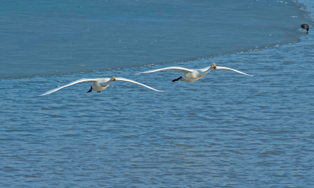 追拍天鹅（五）