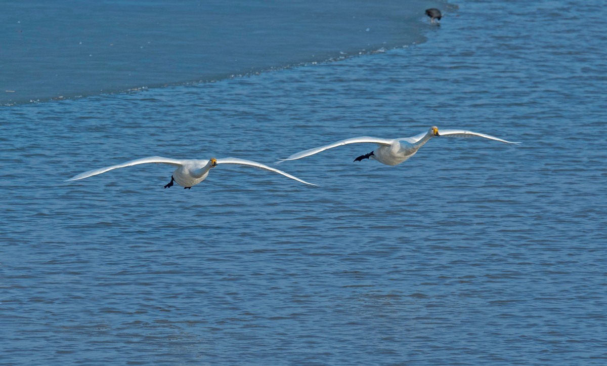 追拍天鹅（五）