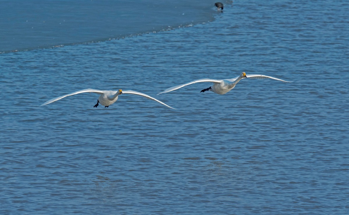 追拍天鹅（五）