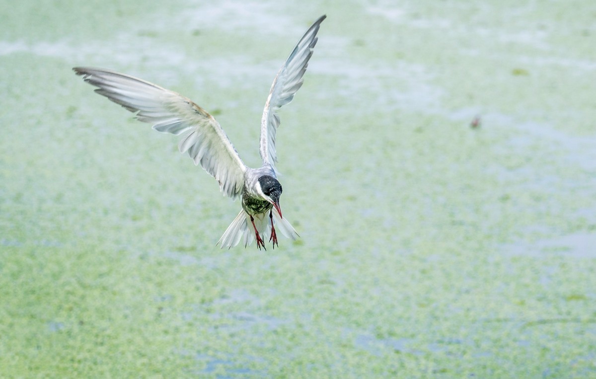 须浮鸥（二十四）