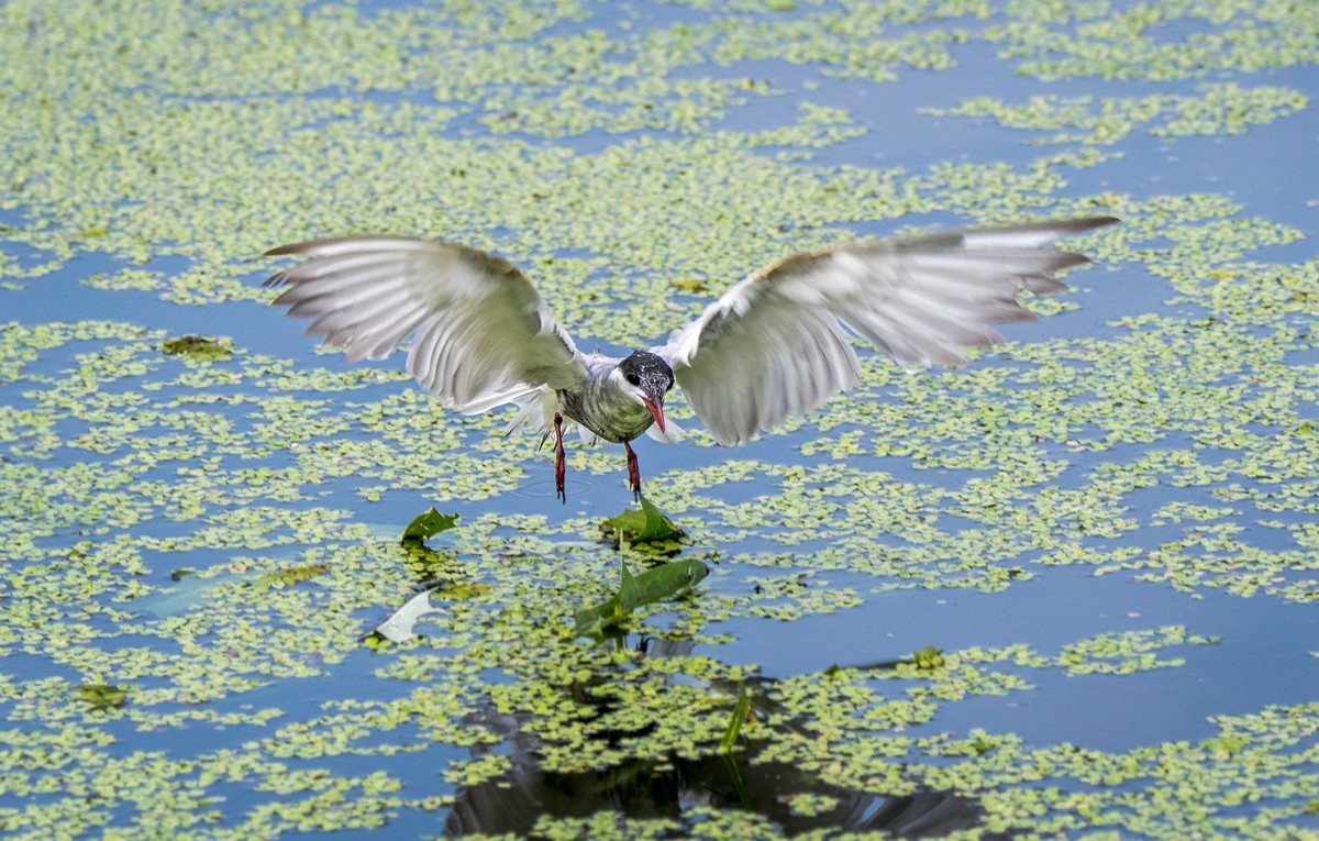 须浮鸥（二十四）