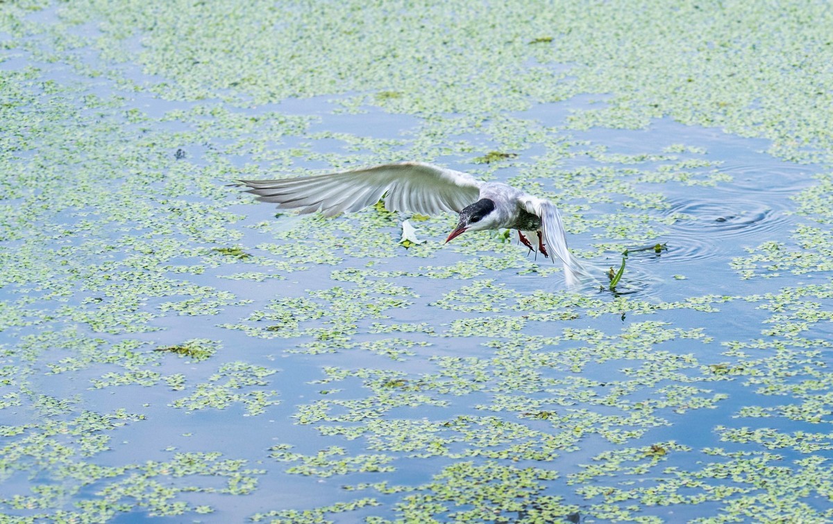 须浮鸥（二十四）
