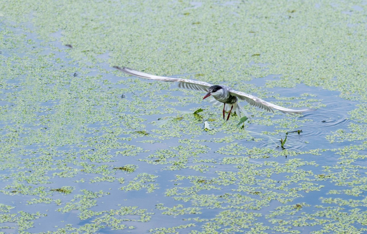 须浮鸥（二十四）
