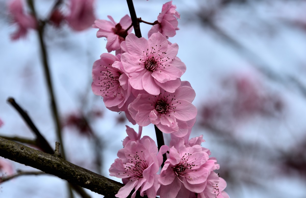 粉色的春天【3】