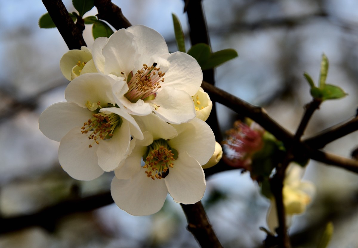 粉色的春天【3】