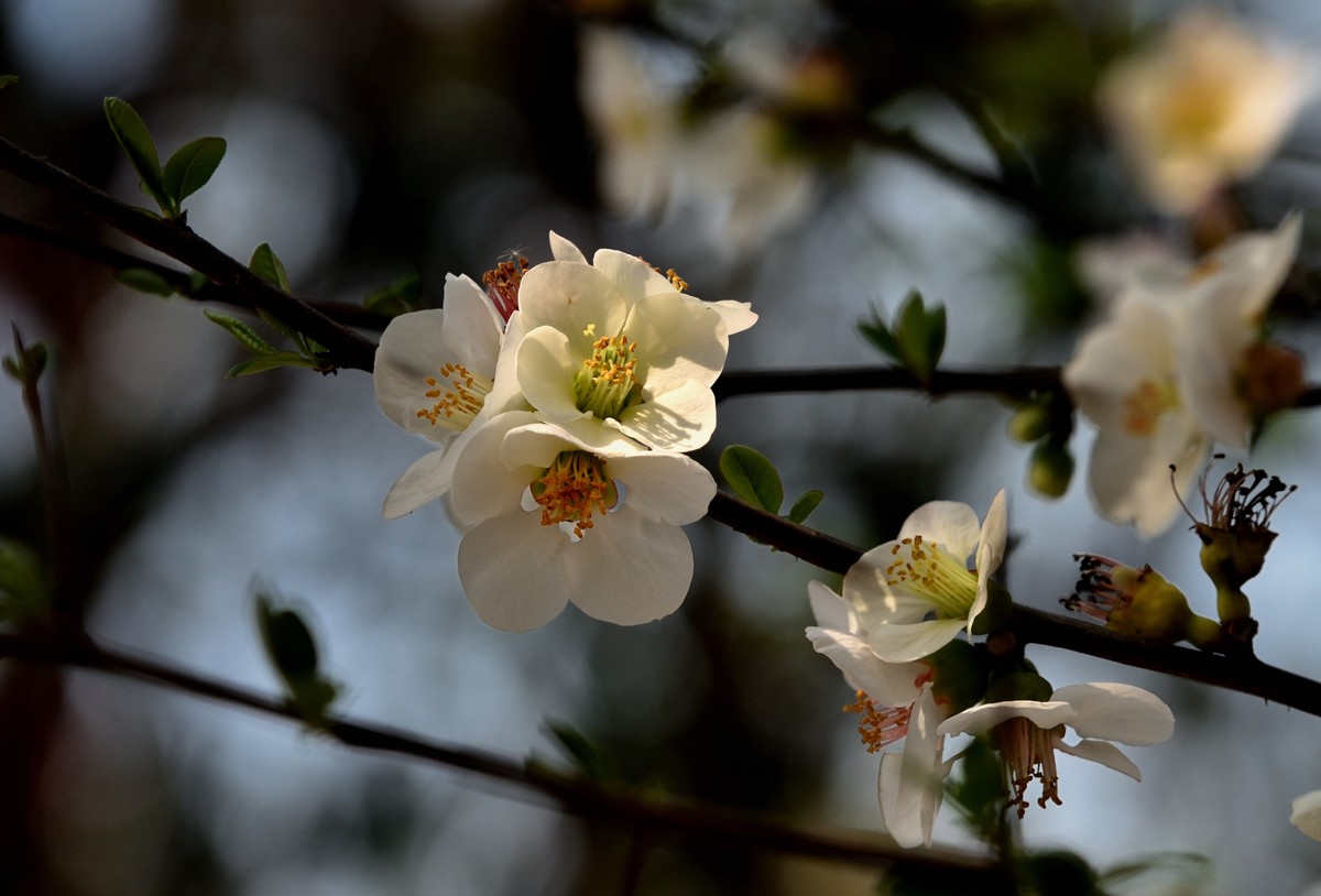 粉色的春天【3】