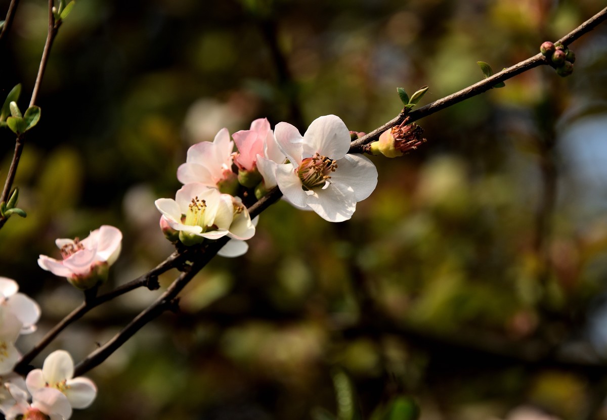 粉色的春天【3】