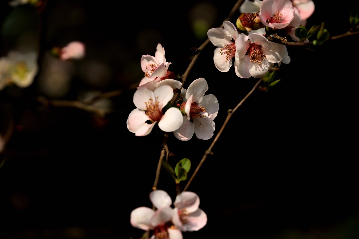 粉色的春天【3】