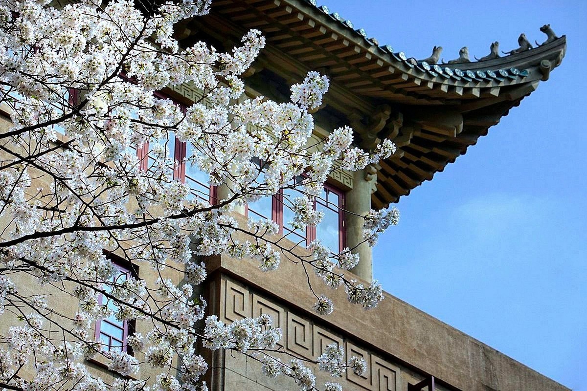 武汉大学樱花