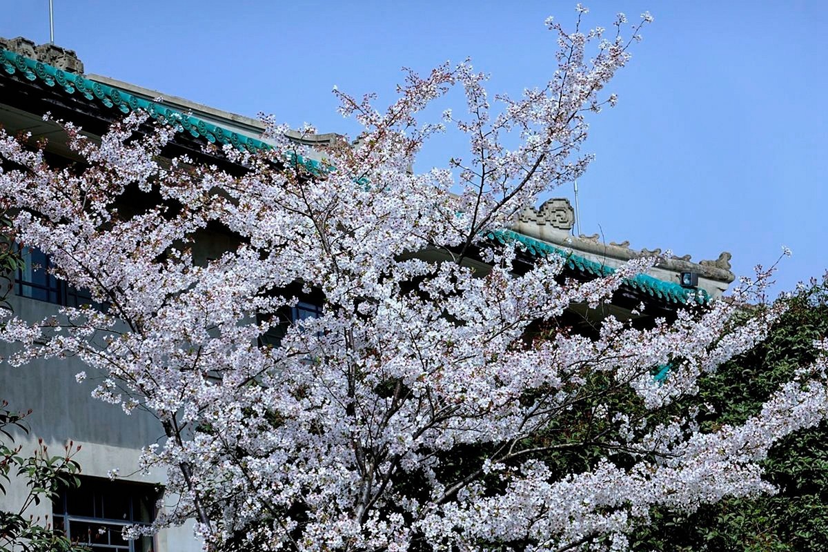 武汉大学樱花