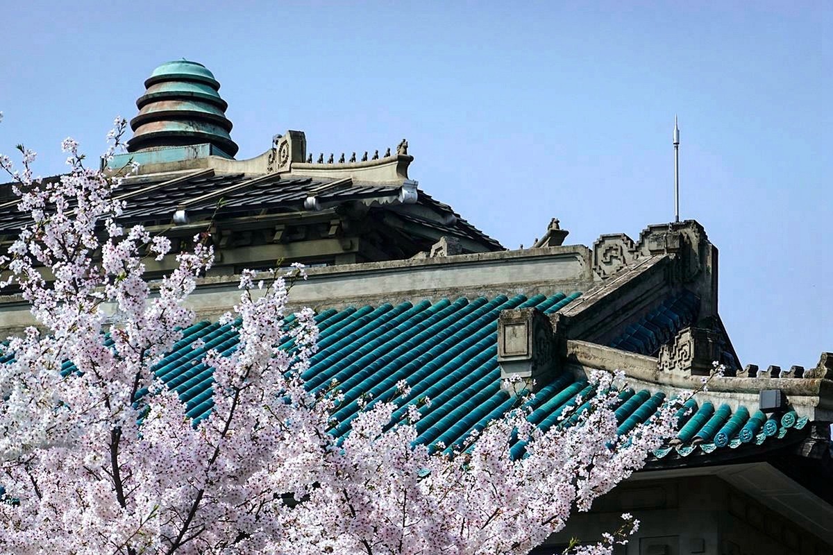 武汉大学樱花