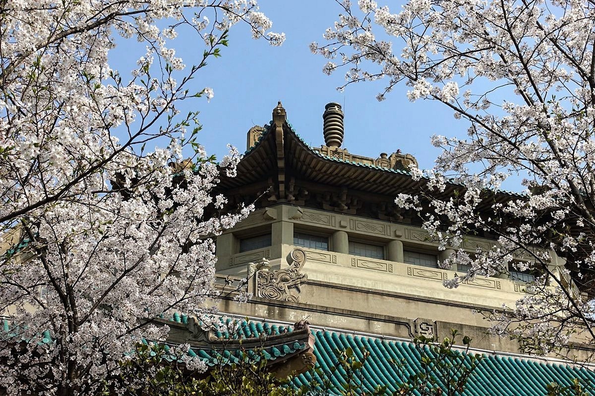 武汉大学樱花