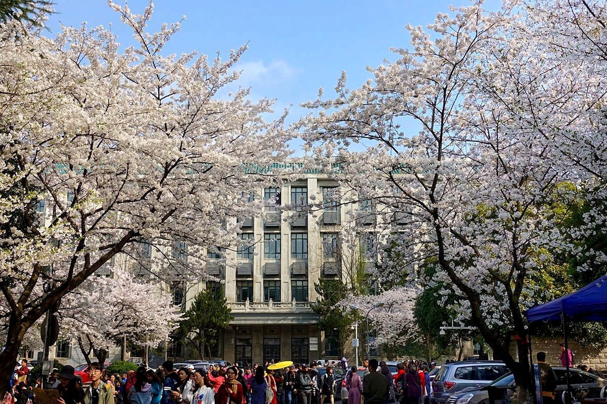 武汉大学樱花