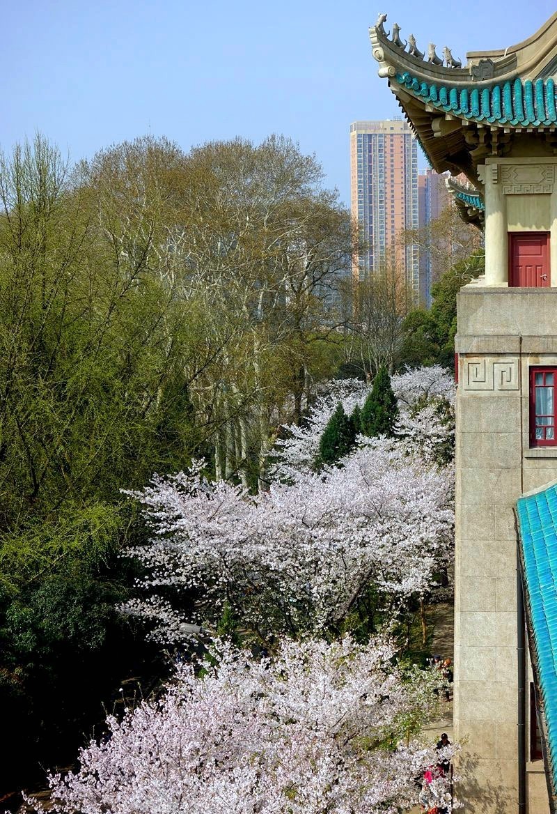 武汉大学樱花