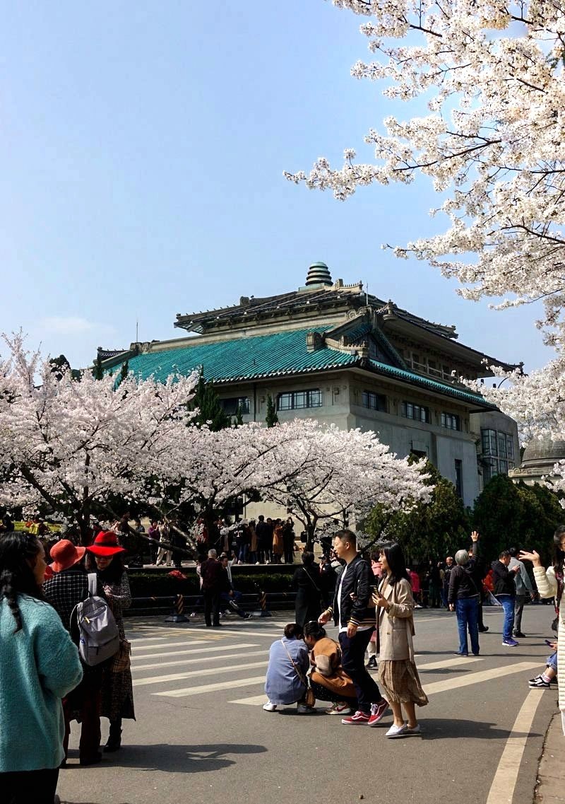 武汉大学樱花