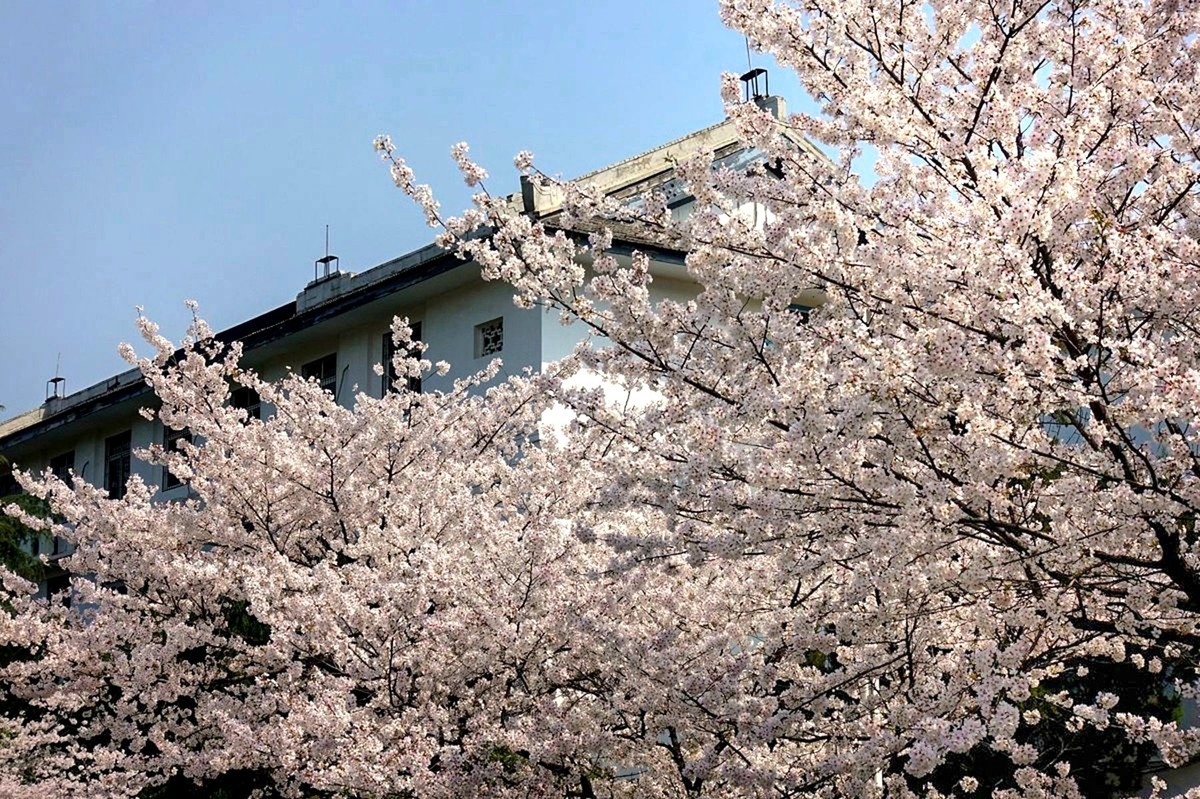 武汉大学樱花