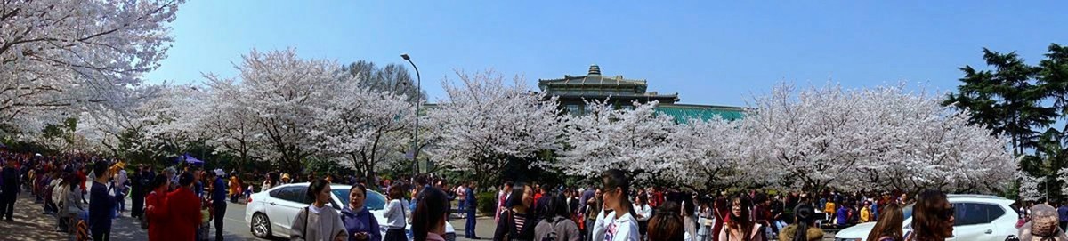 武汉大学樱花