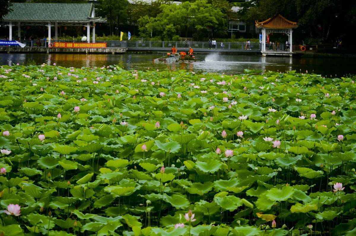 荷塘景色（二）