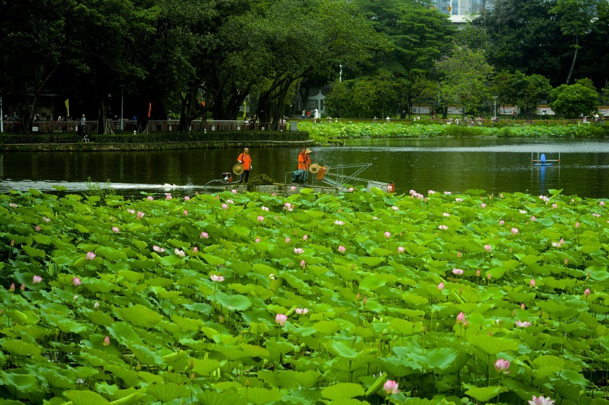 荷塘景色（二）