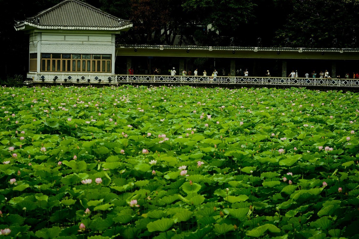 荷塘景色（二）