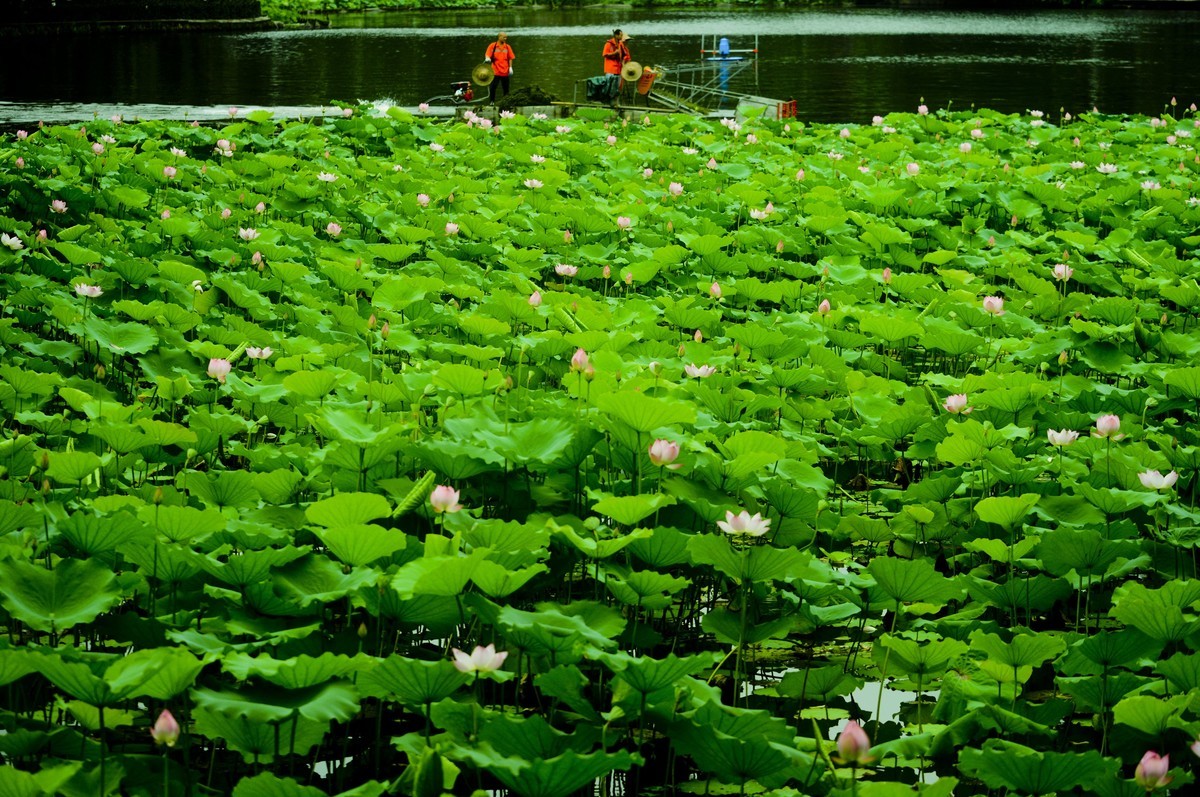荷塘景色（二）