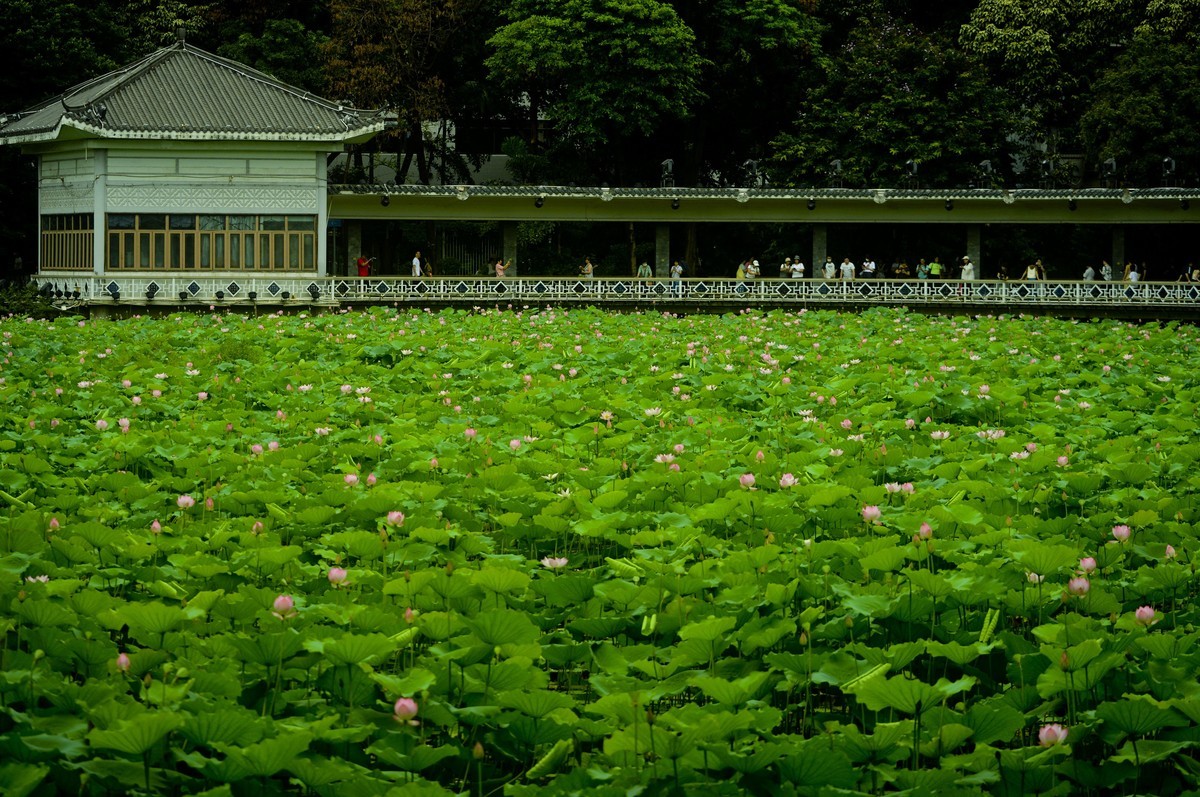 荷塘景色（二）