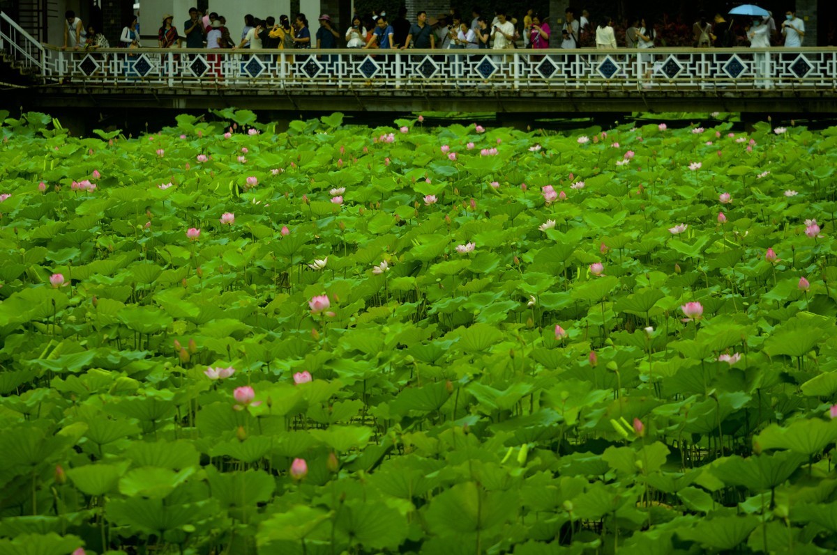 荷塘景色（二）