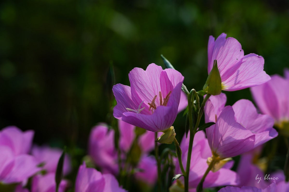 陶渊明故居——守拙园【下】